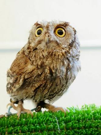 珍しいペットの飼い主さん