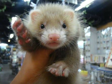 珍しいペットの飼い主さん
