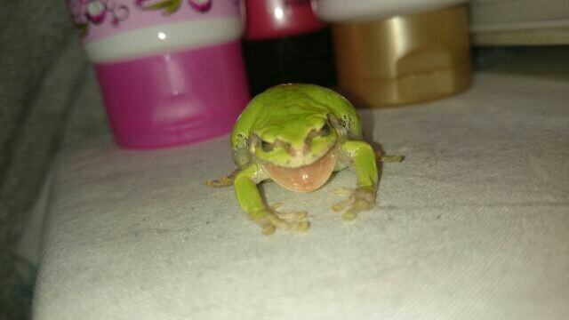 珍しいペットの飼い主さん