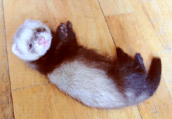 珍しいペットの飼い主さん
