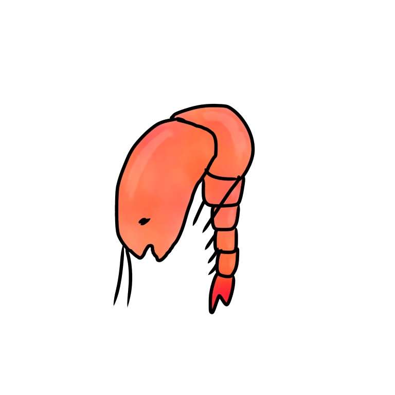 生き物を描こう！