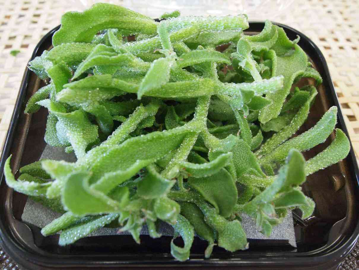 葉菜類が大好きな人