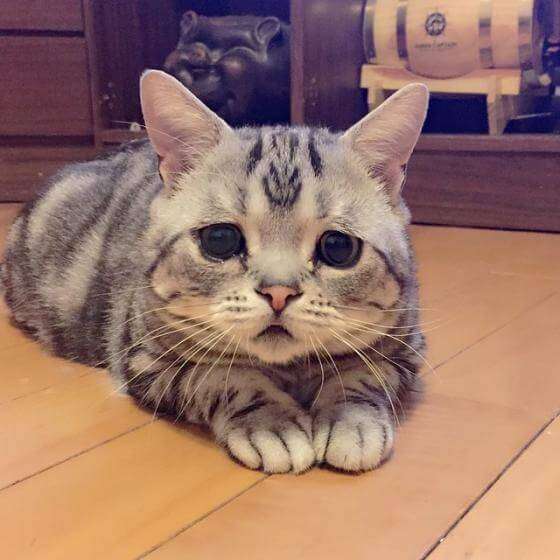 【妄想】ガルちゃん民でパジャマパーティしてみたい。
