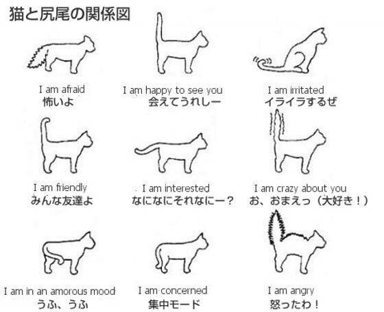 ペットに関することを質問すると誰かが教えてくれるトピ