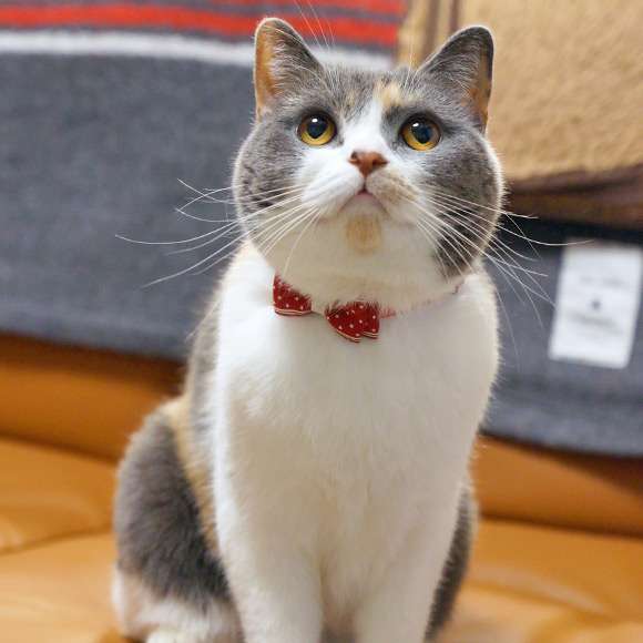 リボンをつけた画像を貼るトピ