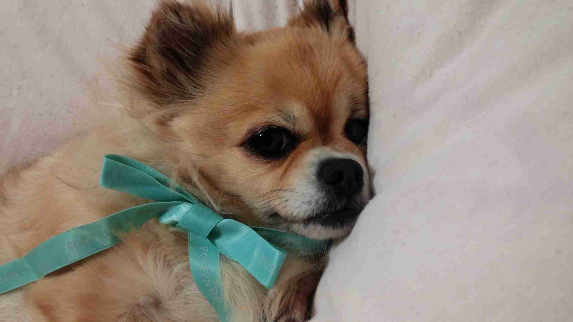 リボンをつけた画像を貼るトピ