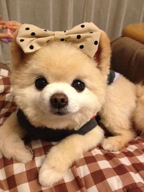 リボンをつけた画像を貼るトピ