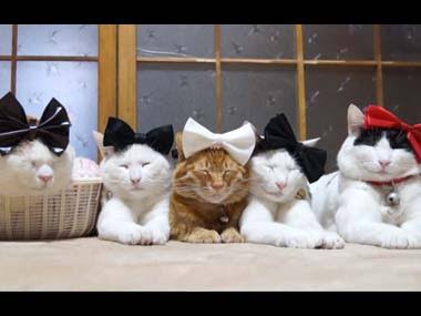 リボンをつけた画像を貼るトピ