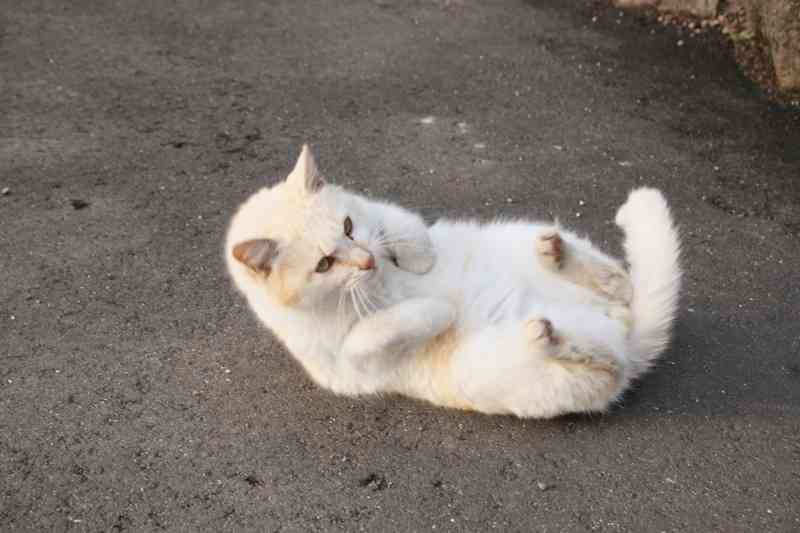 今の心境を写真やイラストで表現してください。