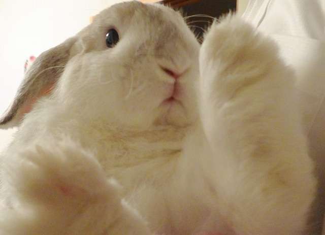 飼ってるペットの知られざる一面!!