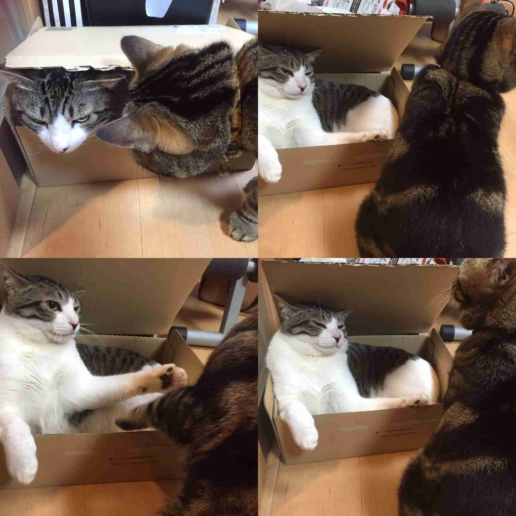 飼ってるペットの知られざる一面!!