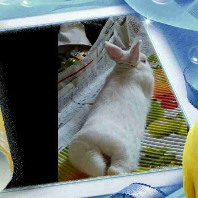 飼ってるペットの知られざる一面!!