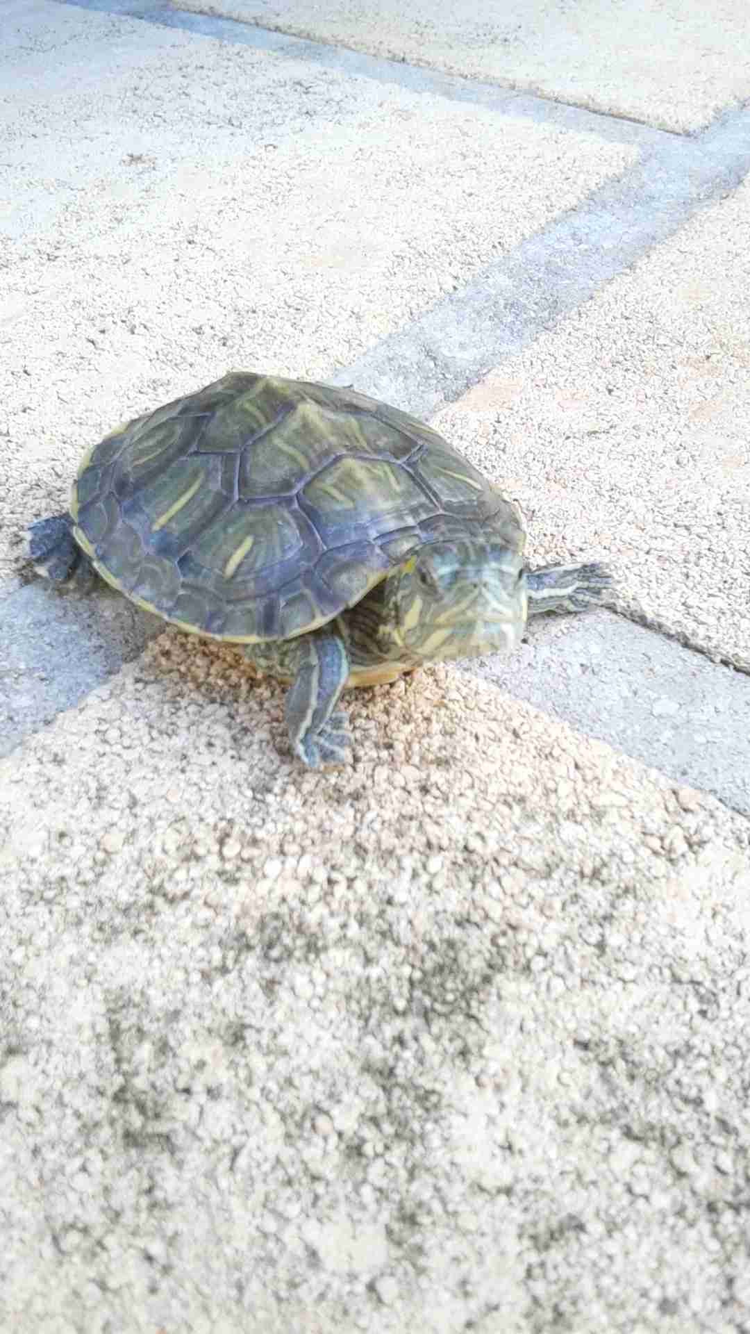 飼ってるペットの知られざる一面!!