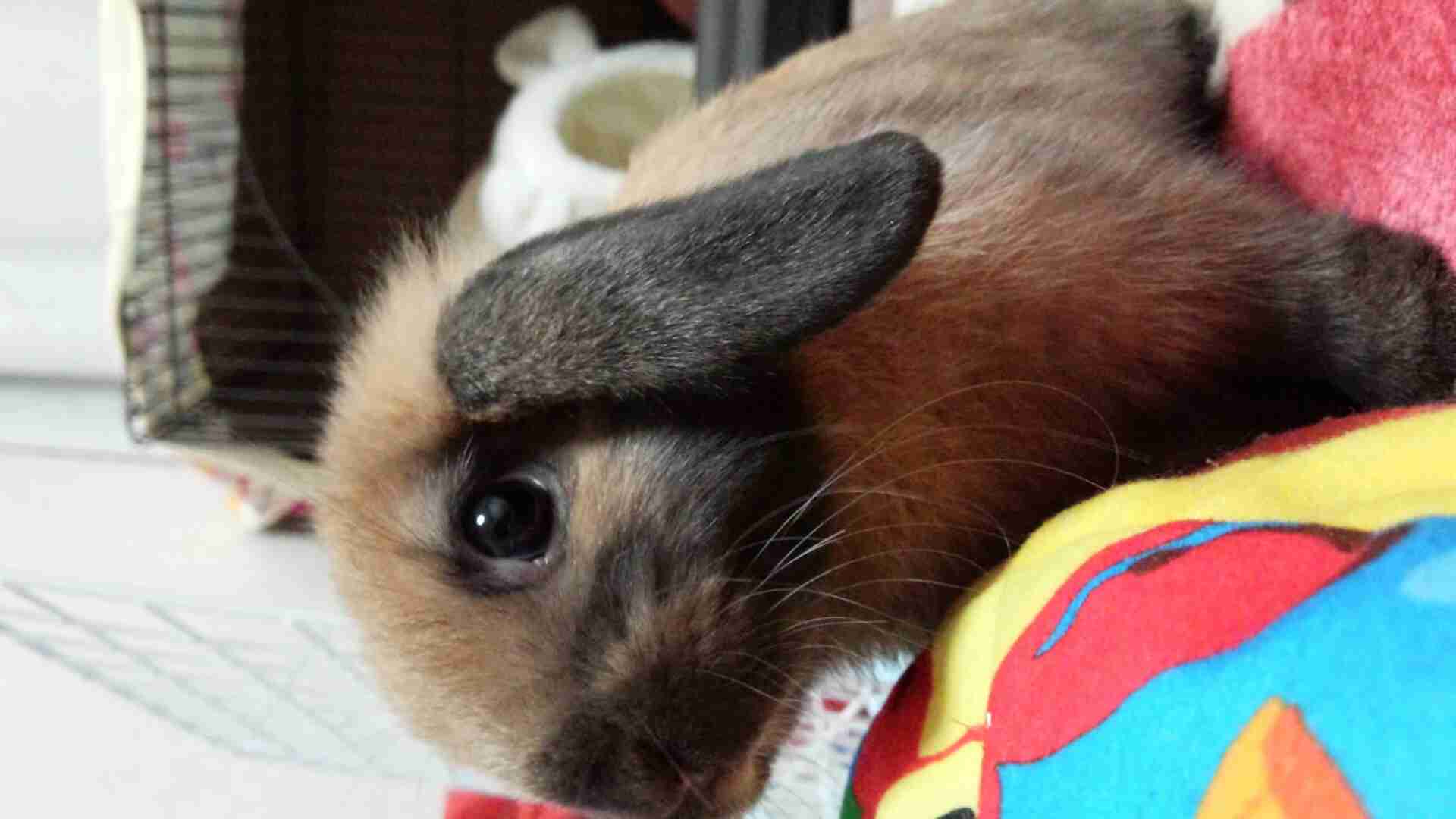 飼ってるペットの知られざる一面!!