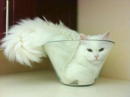 狭い場所に執着する猫の画像が見たい