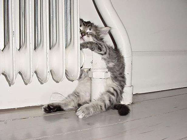 狭い場所に執着する猫の画像が見たい