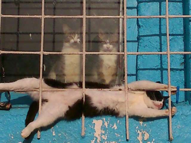 狭い場所に執着する猫の画像が見たい