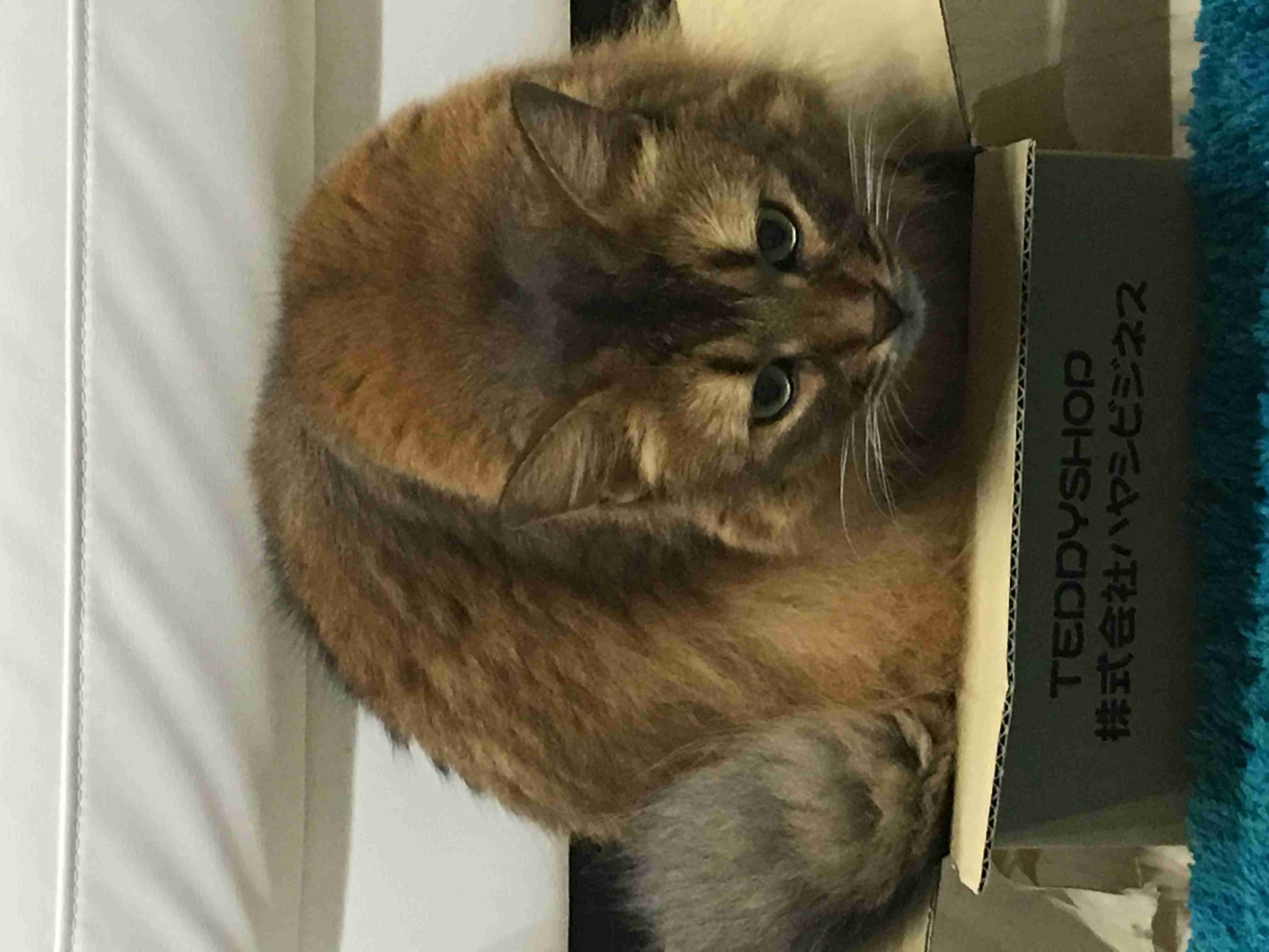 狭い場所に執着する猫の画像が見たい