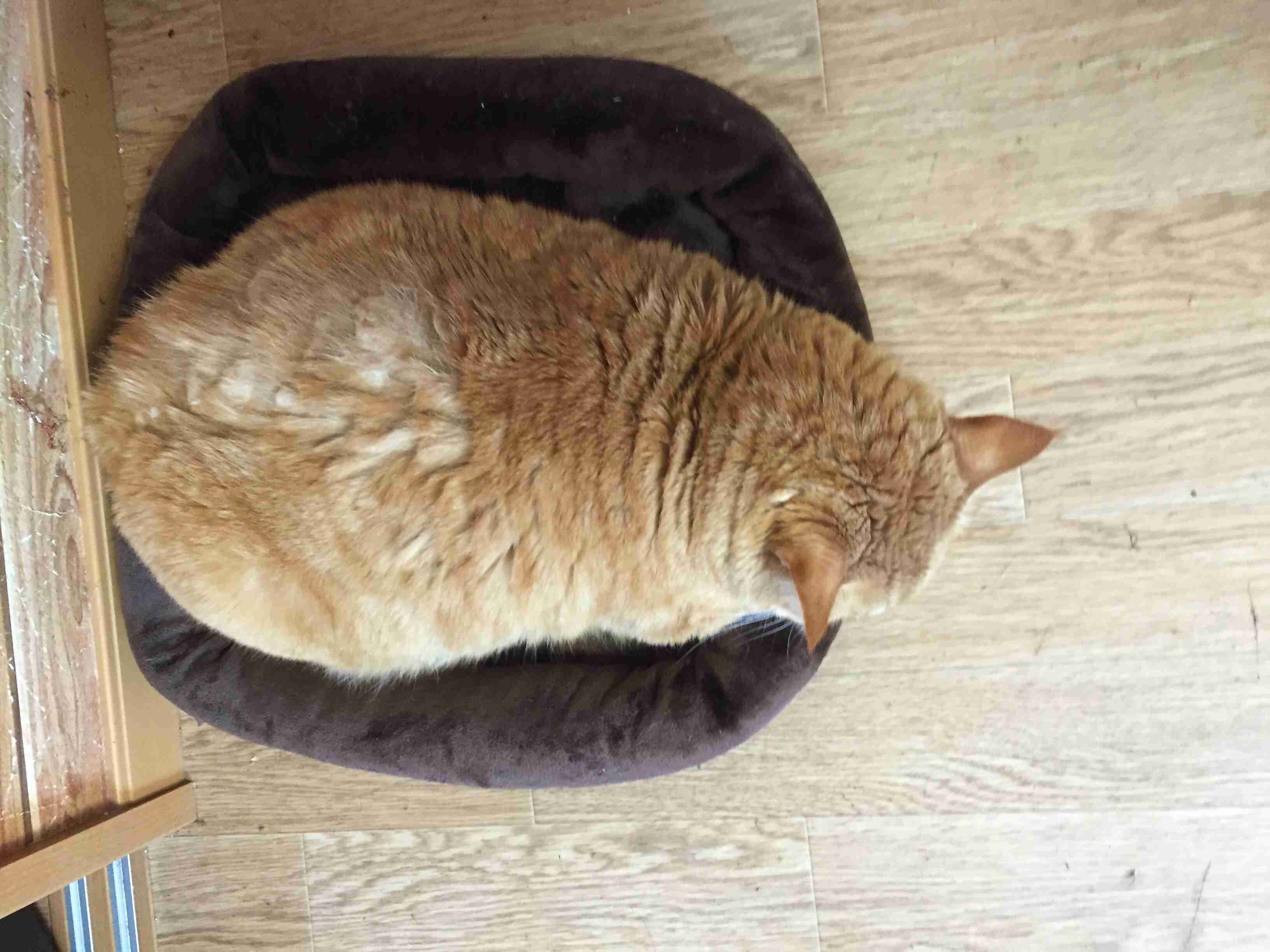 狭い場所に執着する猫の画像が見たい