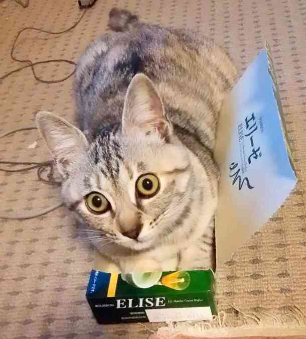 狭い場所に執着する猫の画像が見たい