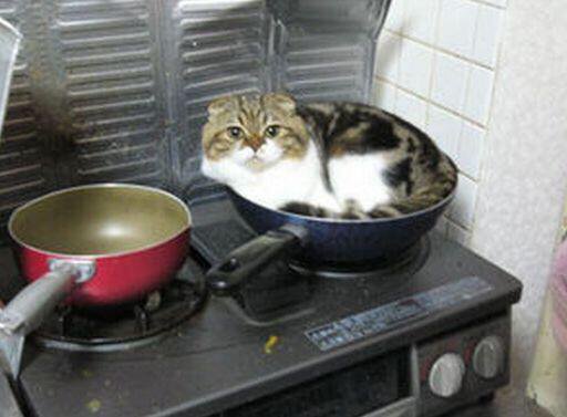 狭い場所に執着する猫の画像が見たい
