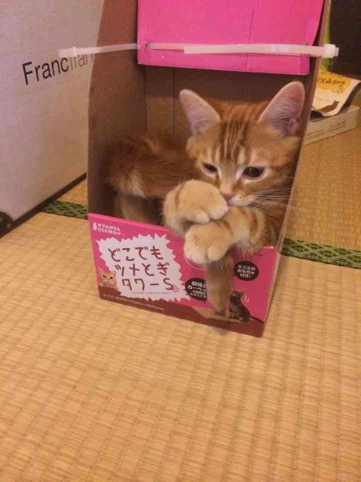 狭い場所に執着する猫の画像が見たい