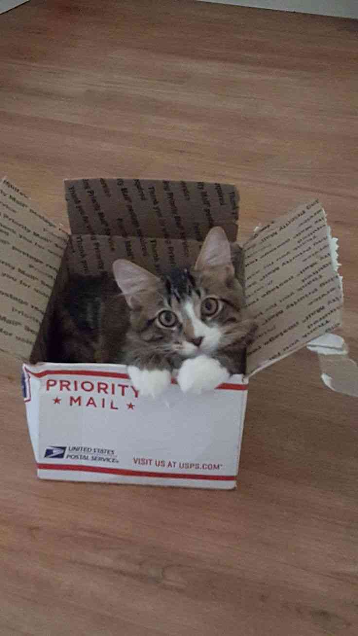 狭い場所に執着する猫の画像が見たい