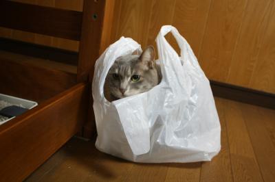 狭い場所に執着する猫の画像が見たい