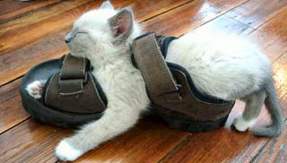 狭い場所に執着する猫の画像が見たい