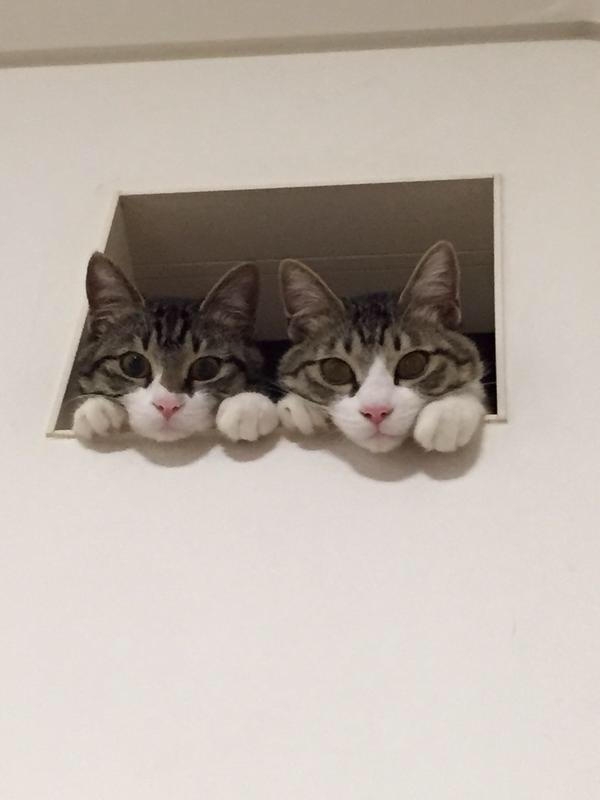 狭い場所に執着する猫の画像が見たい