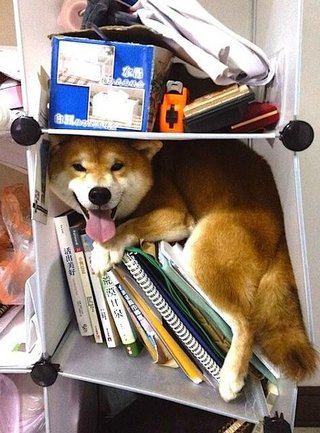 狭い場所に執着する猫の画像が見たい