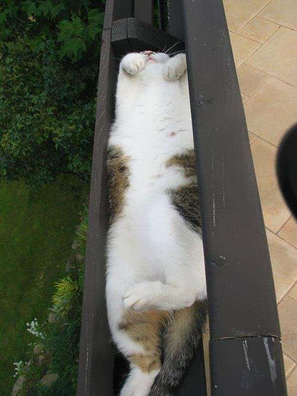 狭い場所に執着する猫の画像が見たい