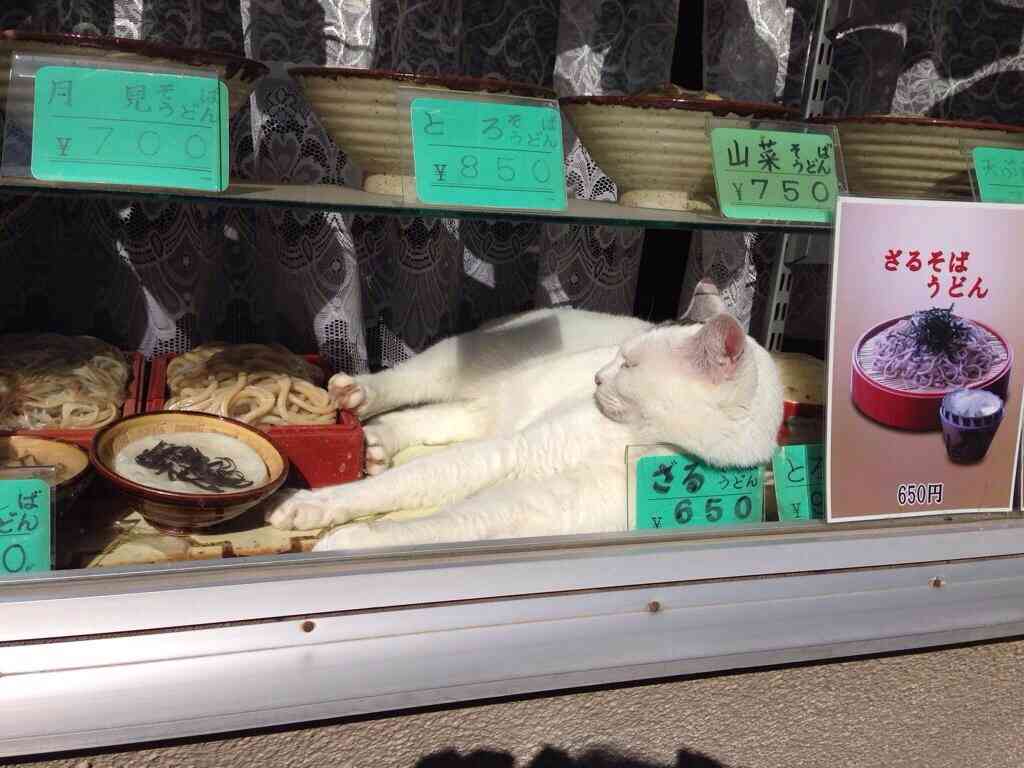 狭い場所に執着する猫の画像が見たい
