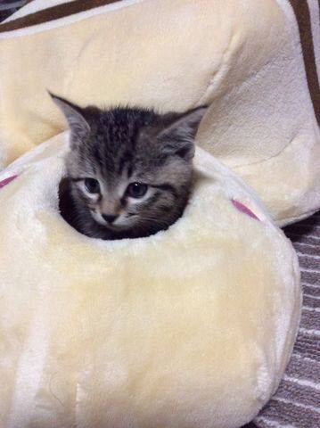 狭い場所に執着する猫の画像が見たい