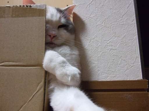 狭い場所に執着する猫の画像が見たい
