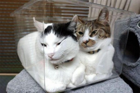 狭い場所に執着する猫の画像が見たい