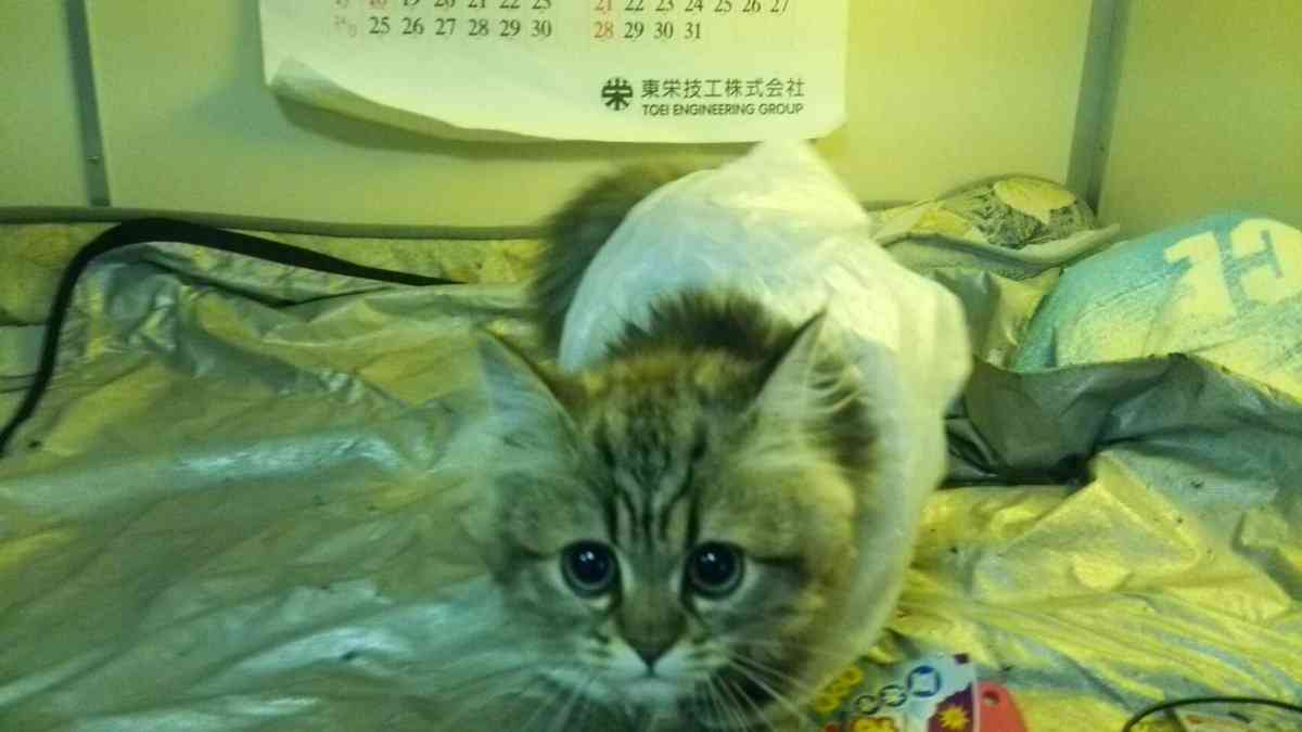 狭い場所に執着する猫の画像が見たい