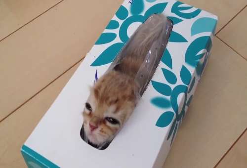 狭い場所に執着する猫の画像が見たい