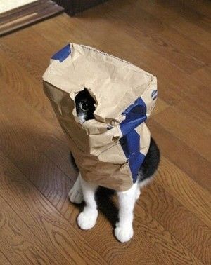 狭い場所に執着する猫の画像が見たい