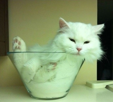狭い場所に執着する猫の画像が見たい
