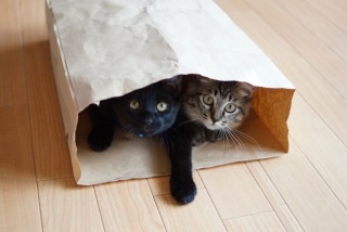狭い場所に執着する猫の画像が見たい