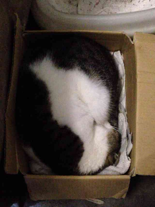 狭い場所に執着する猫の画像が見たい