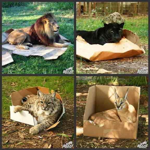 狭い場所に執着する猫の画像が見たい
