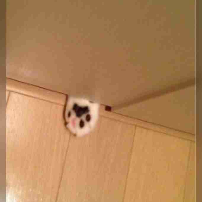 狭い場所に執着する猫の画像が見たい