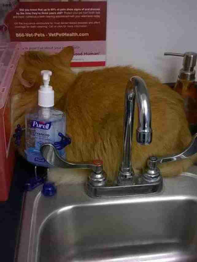 狭い場所に執着する猫の画像が見たい