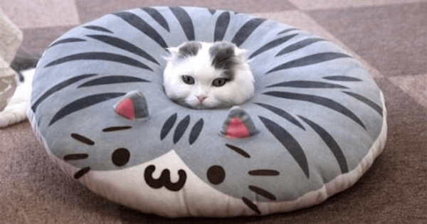 狭い場所に執着する猫の画像が見たい