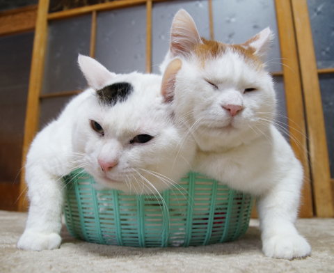 狭い場所に執着する猫の画像が見たい