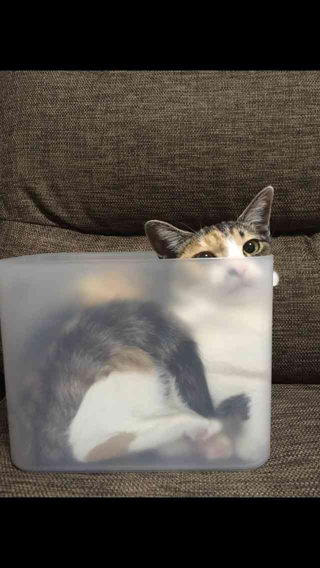 狭い場所に執着する猫の画像が見たい