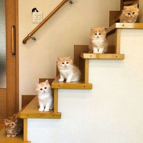 狭い場所に執着する猫の画像が見たい