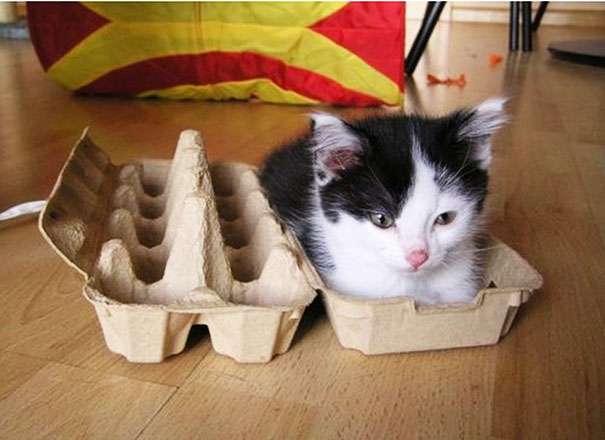 狭い場所に執着する猫の画像が見たい